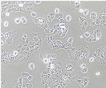人乳-腺癌阿霉素耐药细胞(MCF-7/Adr)
